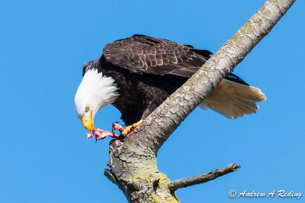 bald eagle eating bird by Andrew Reding is licensed under CC BY-NC-ND 2.0